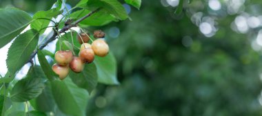Bozuk böğürtlen ya da meyve. Meyve bahçesindeki ağaçta kiraz küfü. Bozulmuş dut. Ağaç hastalıkları. Bahçıvanlık sorunları.