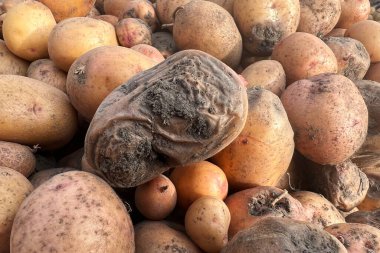 Rotten, damaged, spoiled potatoes, unhealthy vegetables. Sick, disease, late blight. Rotten harvest. Crop failure. Tuber affected by bacterial decay. Helminthosporium solani. clipart