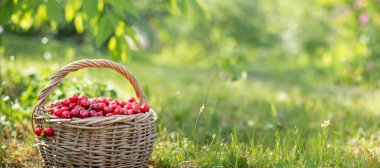 Olgun ve taze kırmızı tatlı kiraz tam sepet