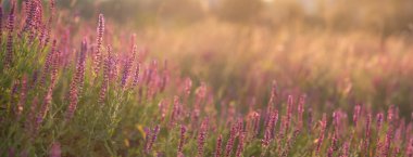 Güzel kır çiçeği çayırı, çiçek açan mor çiçekler, altın güneş ışığı, doğa arka planı.. 