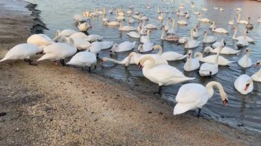 Ukrayna 'nın Dinyeper nehrinin kıyısında mısır ve tahıl yiyen bir kuğu sürüsü. Kış kuğuları