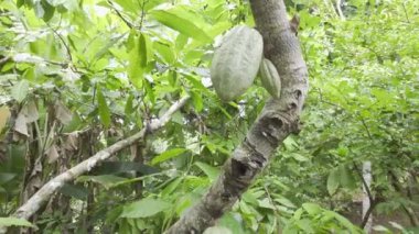 Güney Bahia Brezilya 'daki kakao tarlası