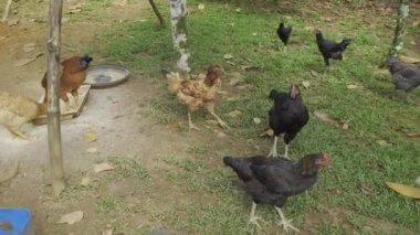Doğal çayırlarda özgürce avlanan bir tavuk. Organik çiftlikte tavuk