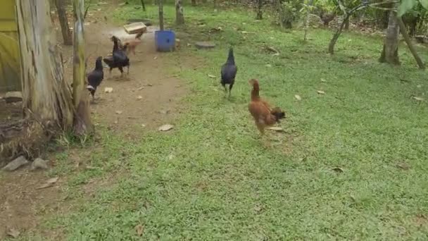 自然の牧草地で鶏の放牧の自由範囲 有機農場の鶏 — ストック動画