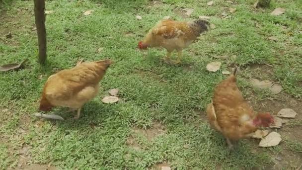 自由放养的鸡在天然牧场上自由觅食 有机农场的鸡 — 图库视频影像