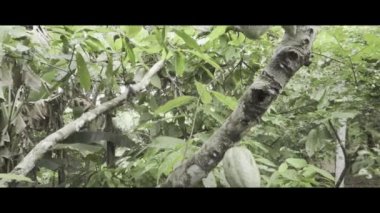 Güney Bahia Brezilya 'daki Cocoa plantasyonunun yavaş çekim videosu