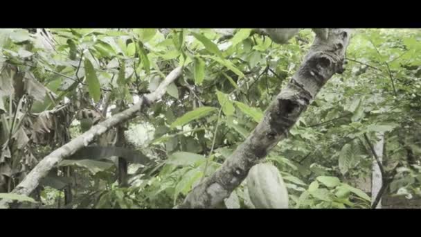 Vídeo Câmera Lenta Plantação Cacau Sul Bahia Brasil — Vídeo de Stock