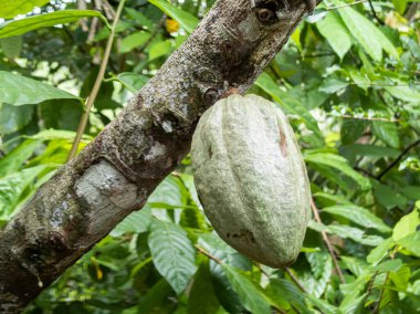 Cocoa farm in Southern Bahia Brazil. Green fruit on the cocoa tree.