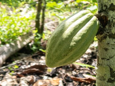 Cocoa farm in Southern Bahia Brazil. Green fruit on the cocoa tree.