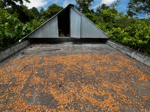 Cocoa pods drying on barge at cocoa farm..