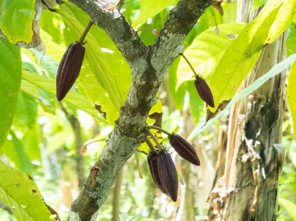 Cocoa farm in Southern Bahia Brazil. Cocoa pod fruit.