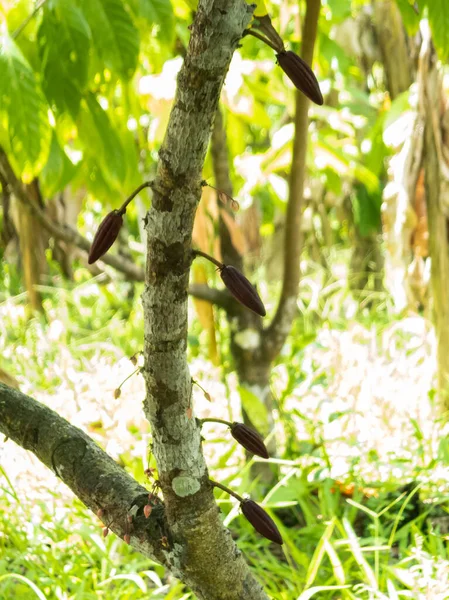 Cocoa farm in Southern Bahia Brazil. Cocoa pod fruit.