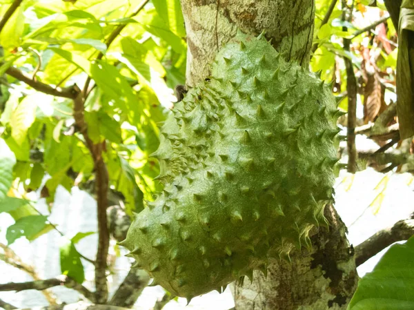 Green fresh tropical fruit Soursop or Annona muricata or Sirsak.
