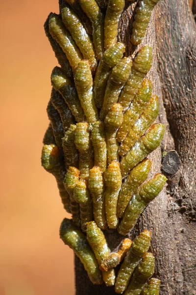 Cinnabar Güvesi Tırtıl Yuvalarını Istila Edilmiş Bir Ağaca Kurar Makro — Stok fotoğraf