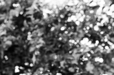 Arkaplan bulanık bitki dokusu siyah ve beyaz.