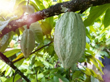 Güney Bahia Brezilya 'da bir kakao tarlası manzarası.