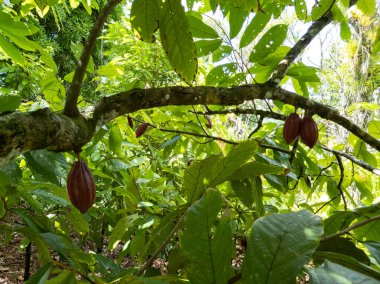 Güney Bahia Brezilya 'da bir kakao tarlası manzarası.