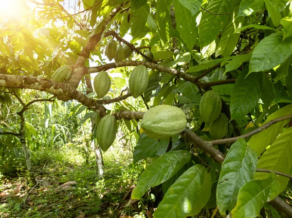 A view of a cacao plantation in southern Bahia Brazil.