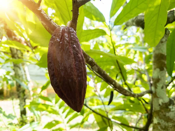 Veduta Una Piantagione Cacao Nel Sud Del Brasile Bahia — Foto Stock