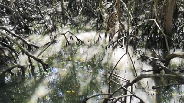 ブラジルの干潟とマングローブ林の根 — ストック動画