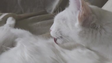 Beyaz kedi temizlik için kendini yalıyor.
