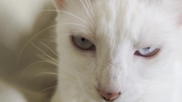 明るい青の目をした国産の白い猫 近くの景色 — ストック動画