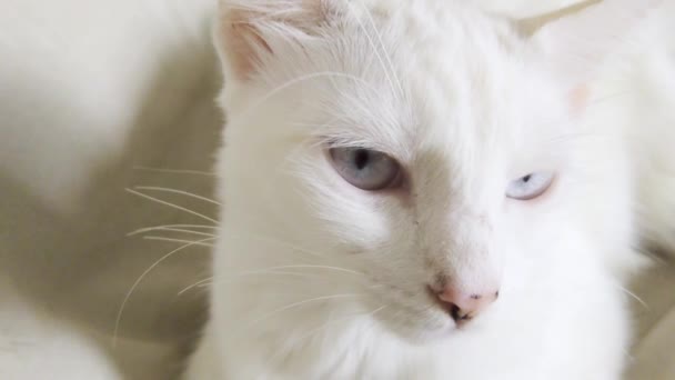 Huiselijke Witte Kat Met Lichtblauwe Ogen Close Zicht — Stockvideo