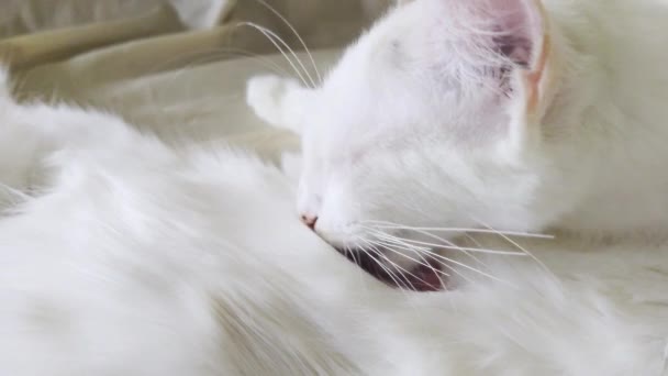 Weiße Katze Leckt Ihren Eigenen Körper Zum Putzen — Stockvideo