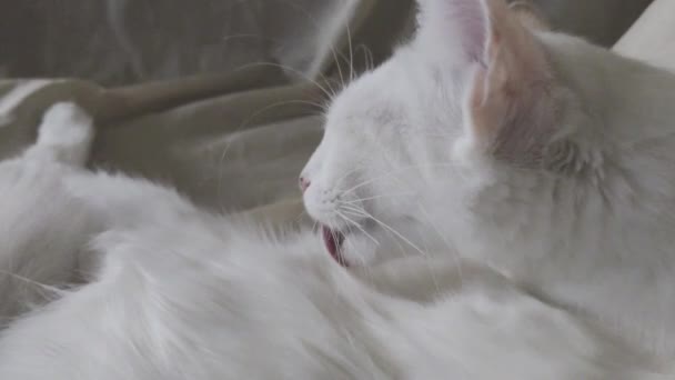 Gato Blanco Lamer Auto Cuerpo Para Limpieza — Vídeos de Stock