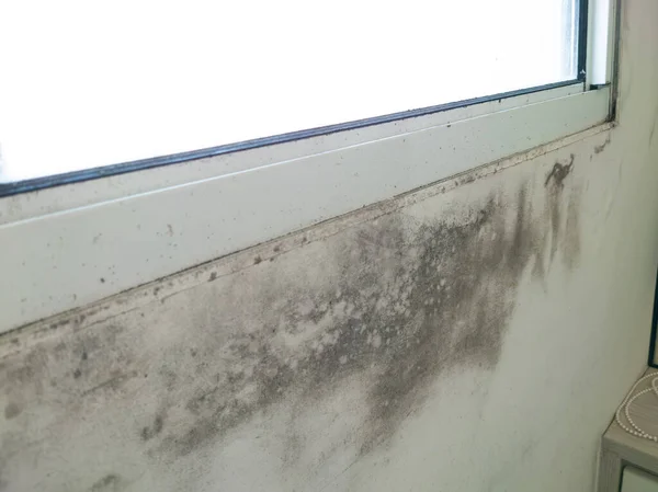 Mold Fungus White Window Wall Dampness Problem — Stock Photo, Image