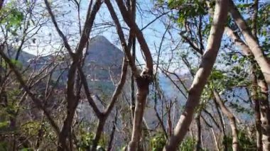 Rio de Janeiro Brezilya 'daki bitki örtüsünden Sugarloaf Dağı manzarası