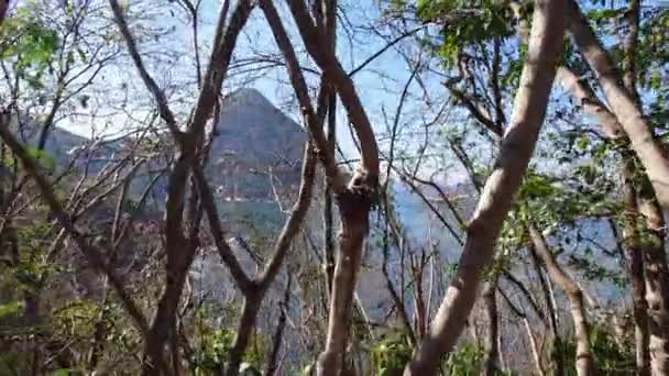 Vista Pão Açúcar Montanha Através Vegetação Rio Janeiro Brasil — Vídeo de Stock