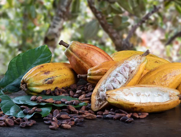 Cut cocoa fruits and raw cocoa beans with defocused cocoa plantation in the background