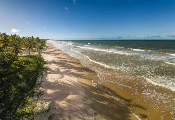 Vista Aérea Playa Desierta Con Cocoteros Costa Bahia Brasil Fotos de stock libres de derechos