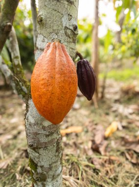 Ilheus, Bahia, Brezilya 'da ekili meyveli kakao ağacı.