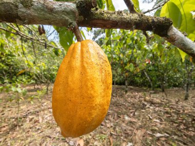 Ilheus, Bahia, Brezilya 'da ekili meyveli kakao ağacı.