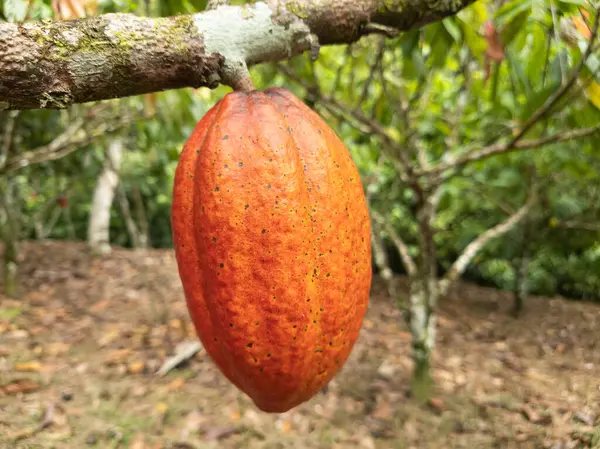 Árbol Cacao Con Frutos Plantados Finca Ilheus Bahia Brasil Imagen de stock