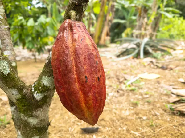 Árbol Cacao Con Frutos Plantados Finca Ilheus Bahia Brasil Fotos de stock