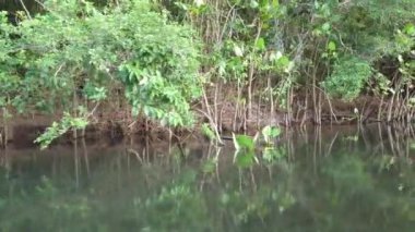 Kamera Ilheus Bahia Brezilya 'daki Lagoa Encantada' daki mangrov bitkisinden geçiyor.