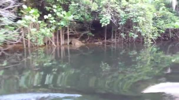 Camera Muove Attraverso Vegetazione Mangrovie Nella Lagoa Encantada Ilheus Bahia — Video Stock
