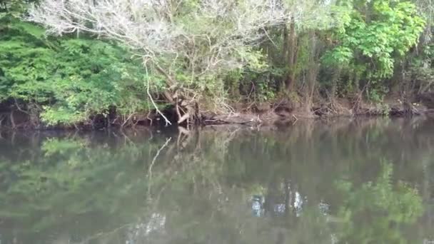 Κάμερα Κινείται Μέσα Από Βλάστηση Μανγκρόουβ Στη Lagoa Encantada Στο — Αρχείο Βίντεο
