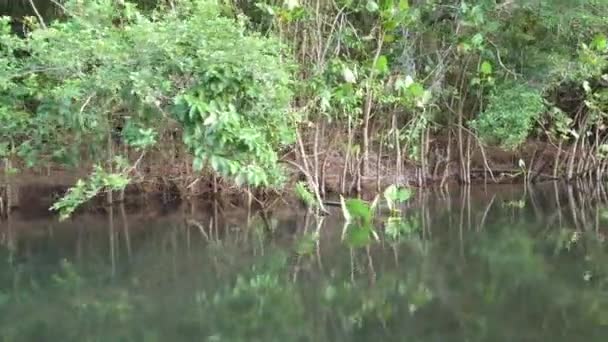 Kameran Rör Sig Genom Mangrove Vegetation Lagoa Encantada Ilheus Bahia — Stockvideo