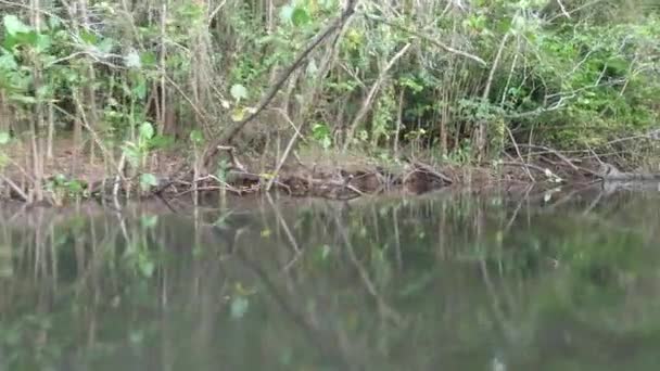 Camera Trece Prin Vegetația Mangrove Lagoa Encantada Din Ilheus Bahia — Videoclip de stoc