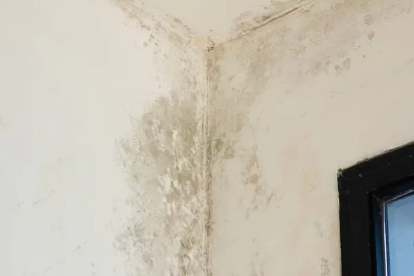 stock image Mold on white wall. Dampness causing fungus on the wall.