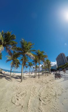 Rio de Janeiro Brezilya 'da Copacabana sahilinde hindistan cevizi ağaçları.