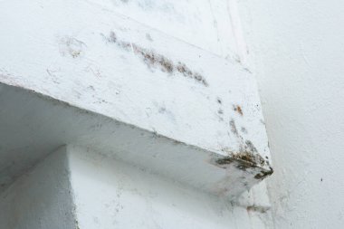 Beyaz boyanmış beton duvardaki küf.