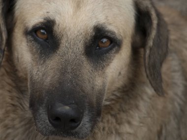 Üzgün bakışlı bir köpeğin portresi..
