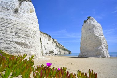 View of the Pizzomunno in Vieste in Italy, with flowers in the foreground and the sea in the background clipart