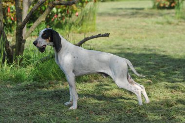 Av köpeği ya da arigeois tarlasında ürer.