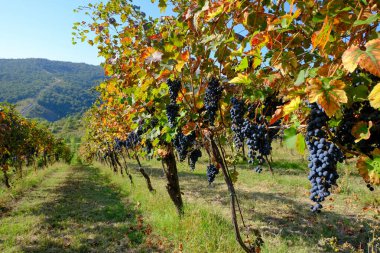 Tepeli bir arazide siyah üzümlü üzüm bağları, Lambrusco kalitesinde, hasat için hazır.